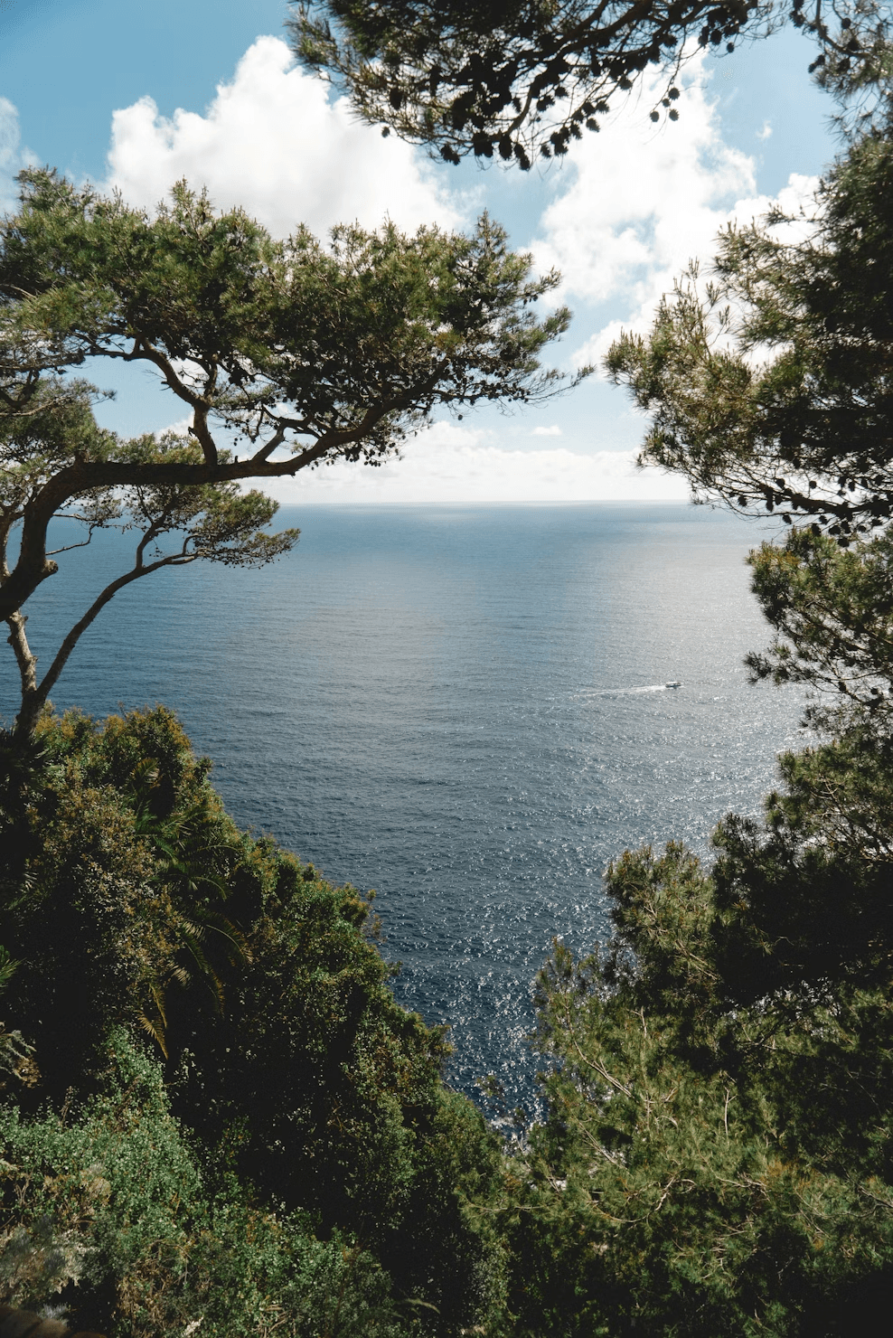 Sea view framed by pine trees on the Ibiza coast